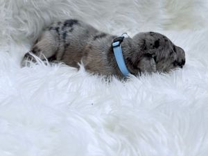Tiny newborn merle puppy with blue collar sleeping on fluffy white fur blanket.