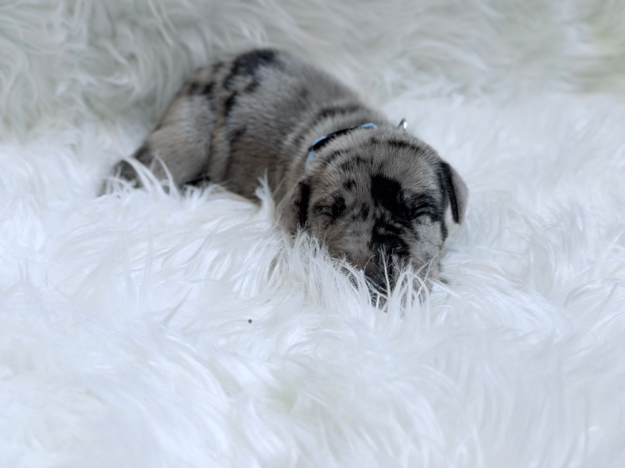 Adorable merle puppy resting on a plush white fur blanket, eyes closed.