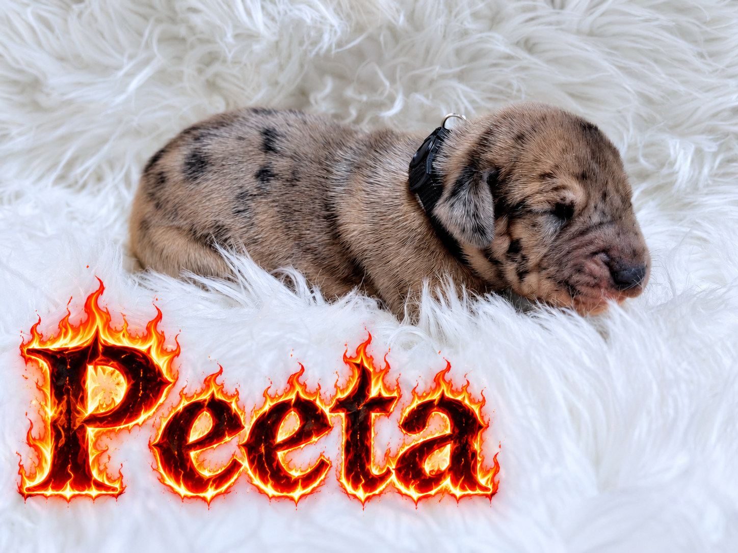 Newborn merle dachshund puppy named Peeta resting on white fluffy blanket with fiery text overlay.