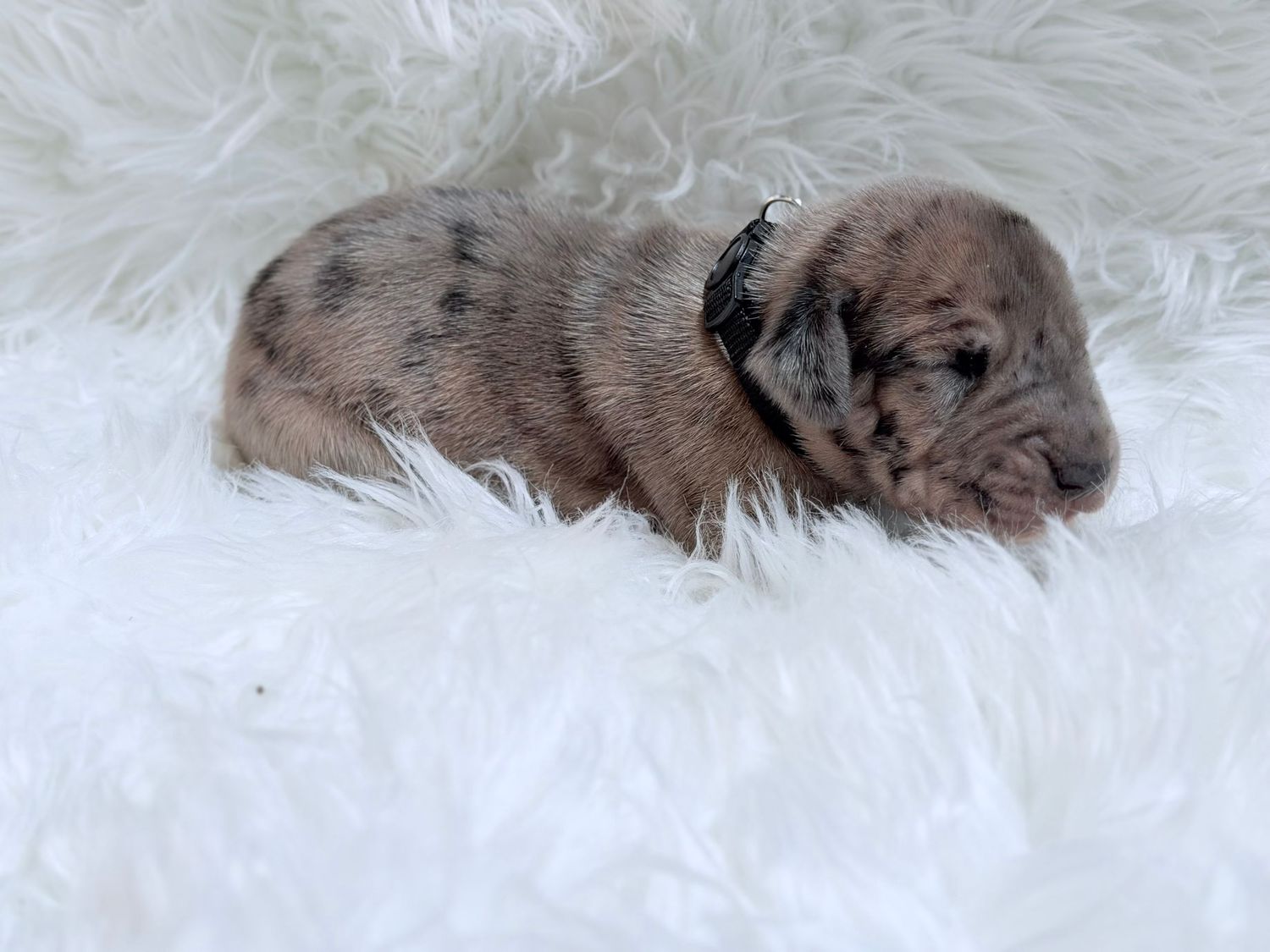 A tiny newborn dachshund puppy with merle coloring rests on a fluffy white surface wearing a small black collar.