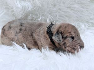 A newborn merle puppy with black spots sleeping on a fluffy white blanket wearing a tiny black collar.