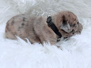 Newborn merle French Bulldog puppy with black spots lying on white fluffy blanket wearing black collar.
