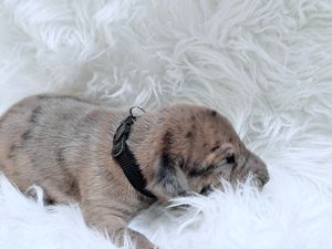 A tiny newborn puppy with a black collar rests on a fluffy white fur blanket.
