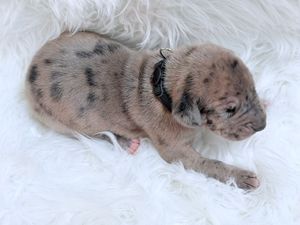 Newborn merle puppy with black spots wearing a tiny collar, sleeping on a white fluffy blanket.