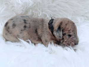 Tiny merle French Bulldog newborn puppy with dark spots resting on soft white fur blanket with black collar.