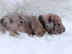 Newborn merle puppy with black spots sleeping on white fluffy blanket, wearing a small black collar.