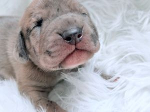 Adorable newborn Shar Pei puppy with wrinkled face resting on fluffy white fur blanket.