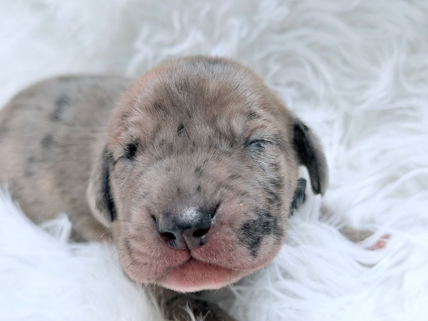 Newborn Great Dane puppy with gray merle markings resting on a white fluffy blanket with eyes still closed.