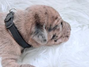 Adorable merle French Bulldog puppy wearing a black collar resting on a white fluffy blanket.