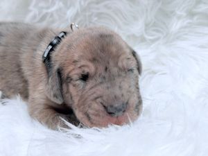Newborn Great Dane puppy with merle coat wearing a plaid collar resting on a white fluffy blanket.