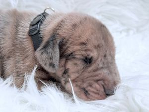 Newborn puppy with brown fur sleeping peacefully on a soft white fluffy blanket wearing a small black collar.