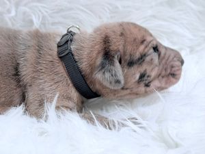 Newborn Shar Pei puppy with wrinkled skin wearing a black collar resting on a white fluffy blanket.