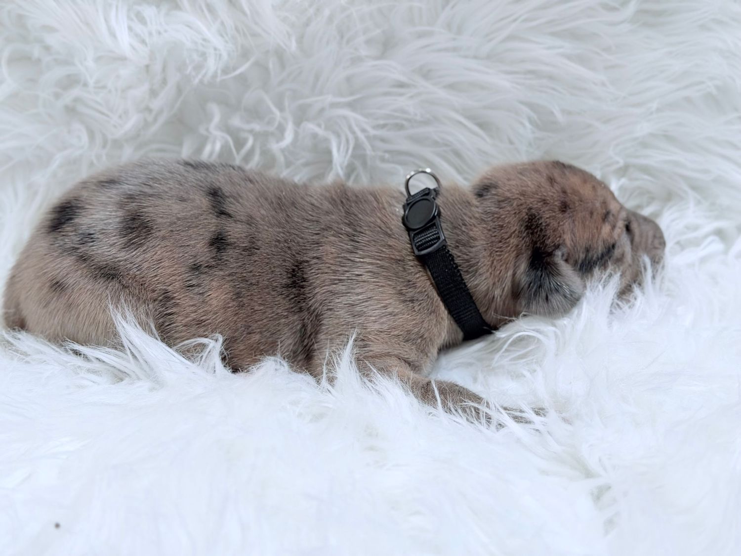A tiny merle puppy with a black collar sleeps peacefully on a fluffy white surface.