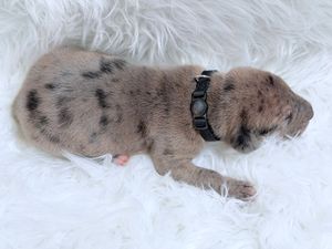 Newborn spotted puppy with black collar sleeping peacefully on white fluffy blanket.