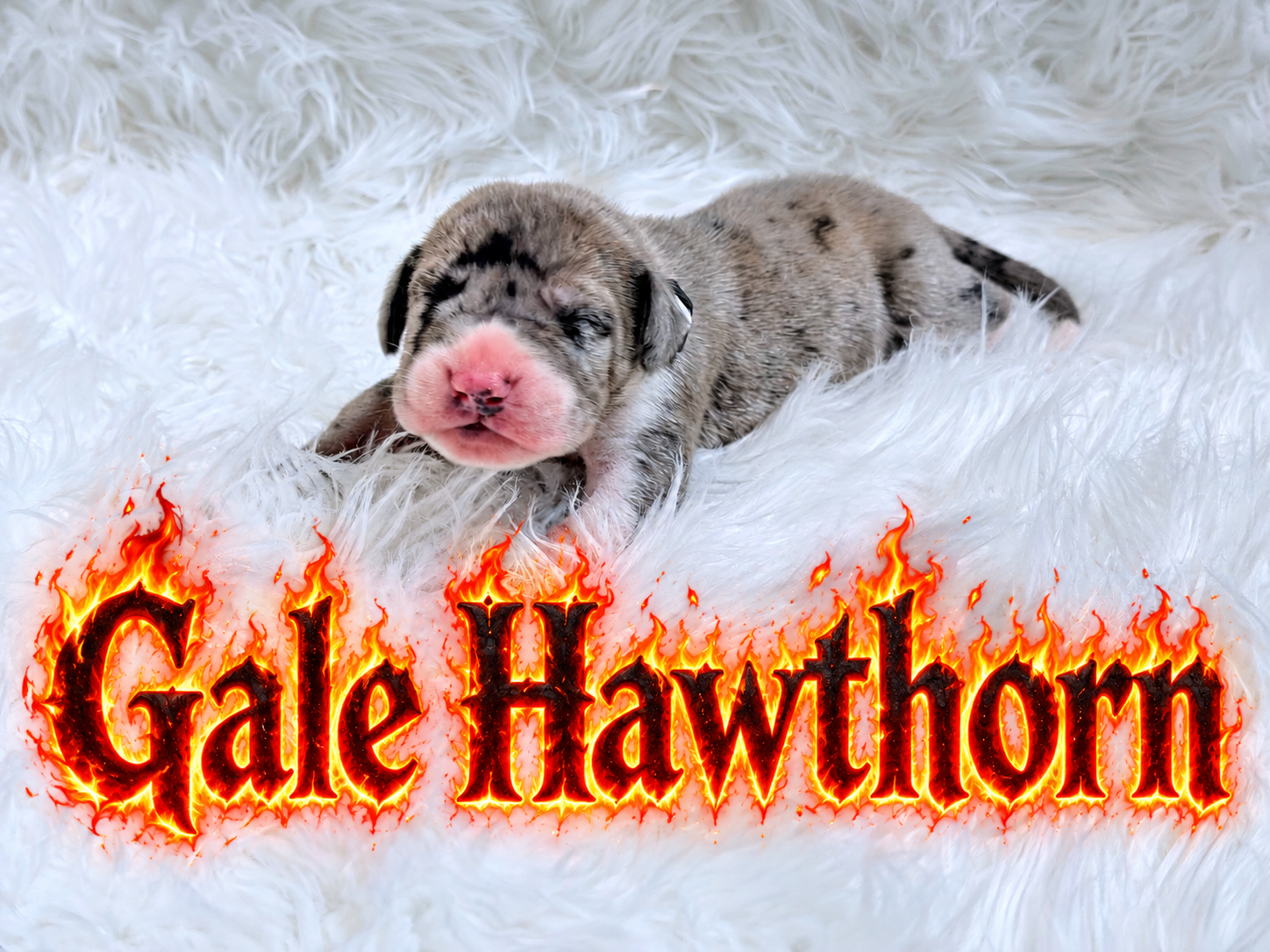 Newborn merle puppy named Gale Hawthorn resting on white fluffy fur blanket with fiery text logo overlay.