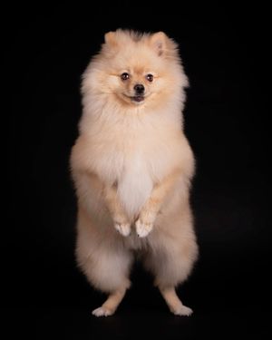 studio dog photographer Southampton