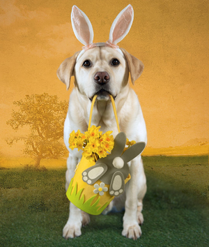 studio dog photographer Southampton