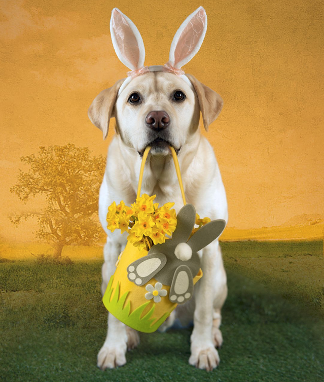 studio dog photographer Southampton
