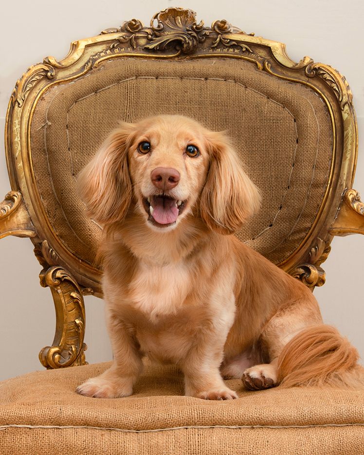studio dog photographer Southampton