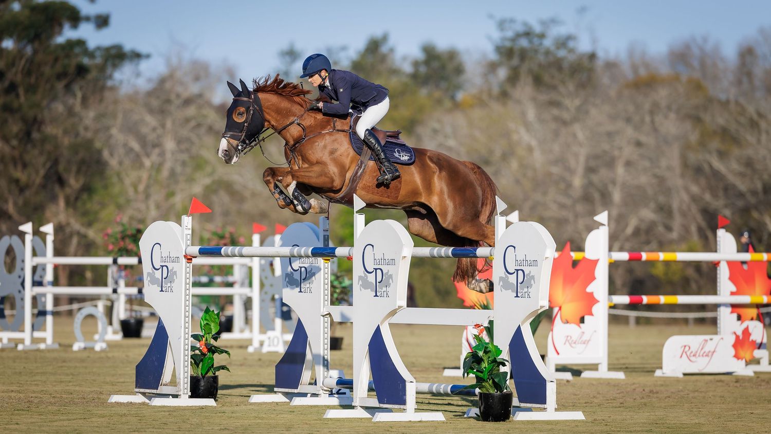 Amber Fuller & Cadenza NZPH jumping 1.45m at Sydney Jumping Association. © Simon Scully, 2026.