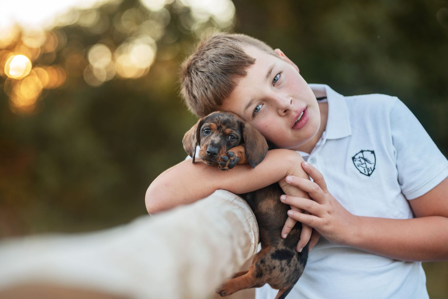 Child in white polo shirt holds small dachshund puppy during outdoor photo session.