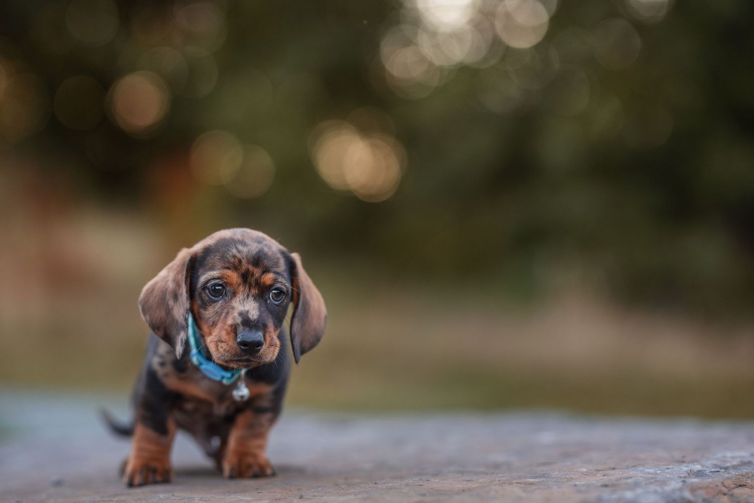 Dachshund puppy poses outdoors with blurred bokeh background.