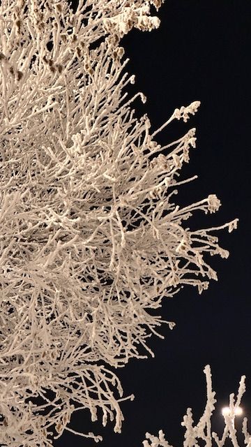 hoar frost