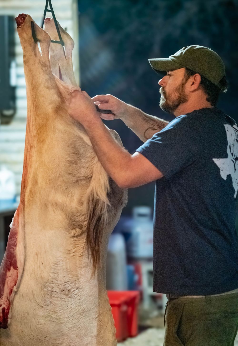 A butcher in a black t-shirt and cap inspects and processes a hanging deer carcass during game preparation.
