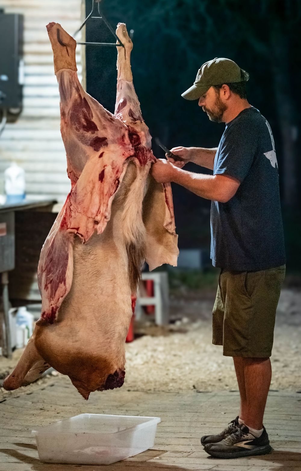 A butcher in casual attire examines a hanging pig carcass during the meat processing and butchering process.