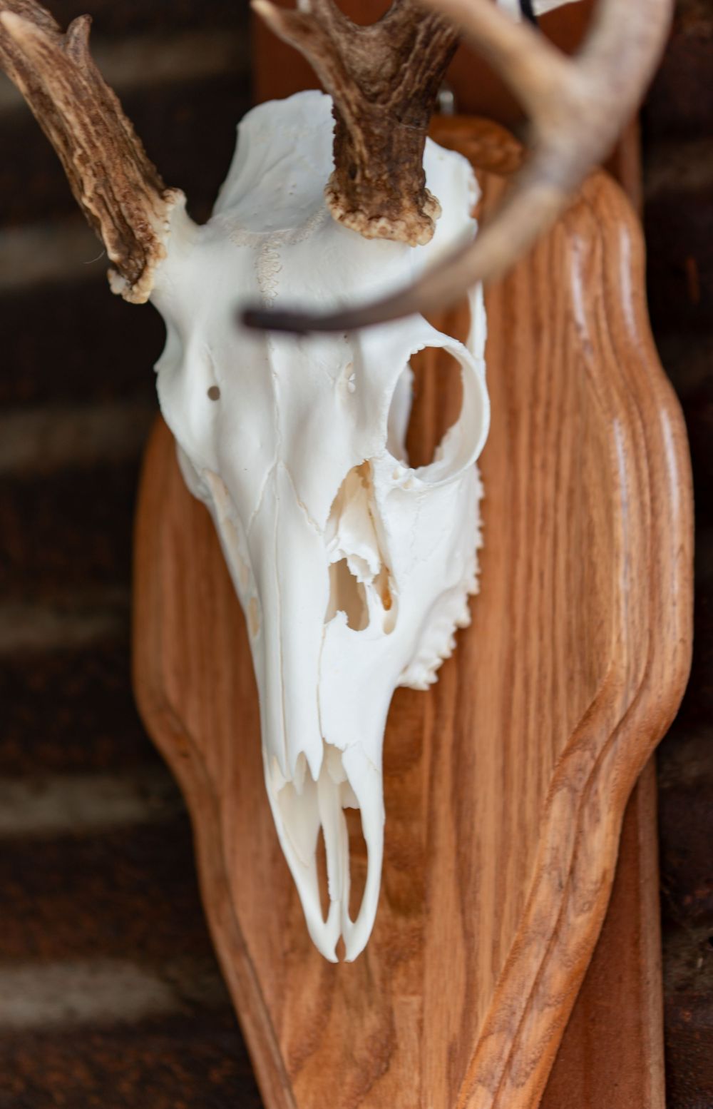 A series of white deer skull specimens arranged in a row against a wooden background showing different angles.