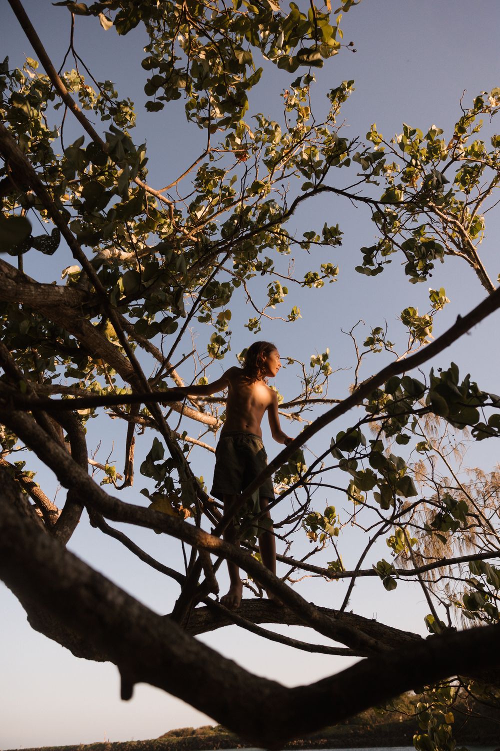 Silhouetted figures perch in branches of a large tree against a bright sky at sunset.