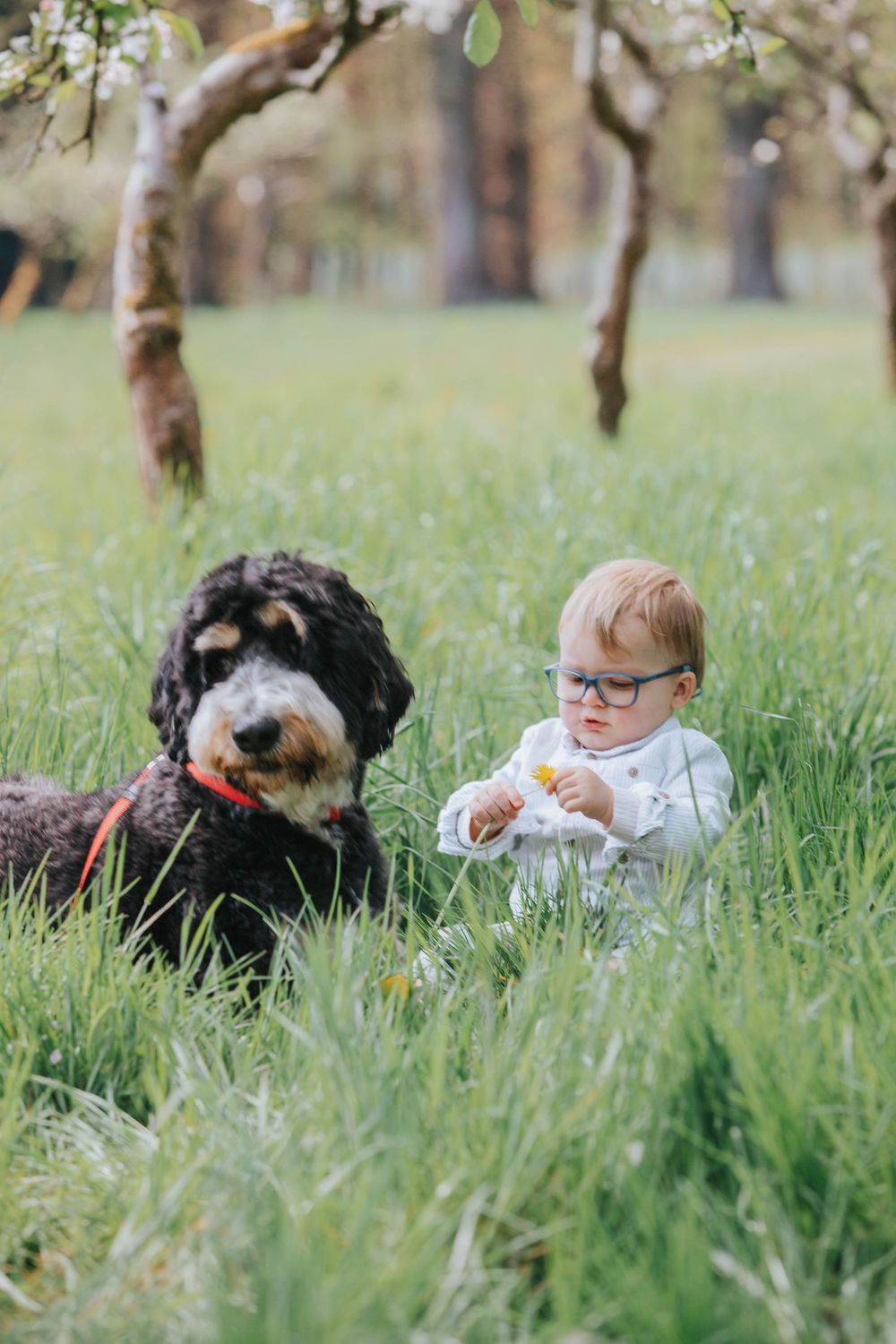 Large black Bernedoodle dog lies in tall green grass next to a young child with glasses on a spring day.