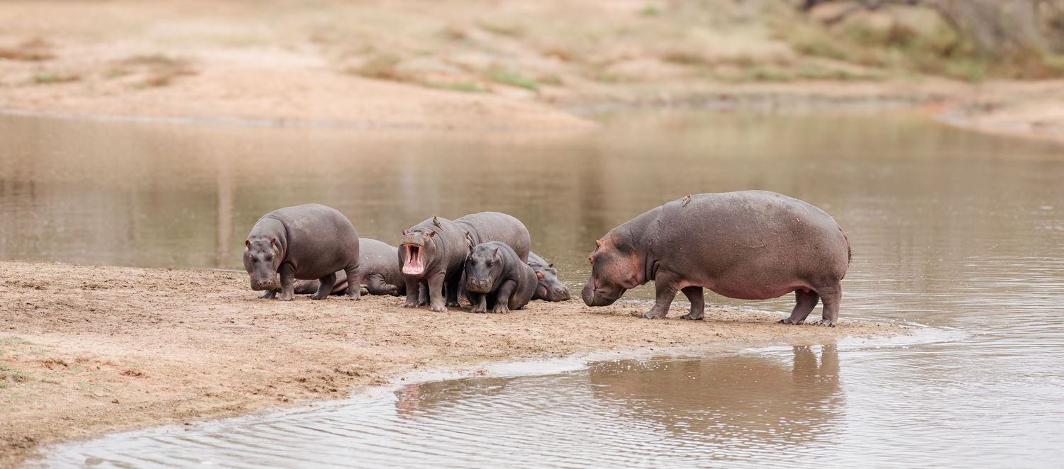 A group of hippos in the Kruger National Park