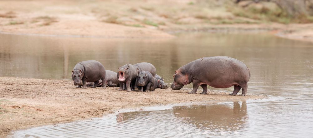 A group of hippos in the Kruger National Park