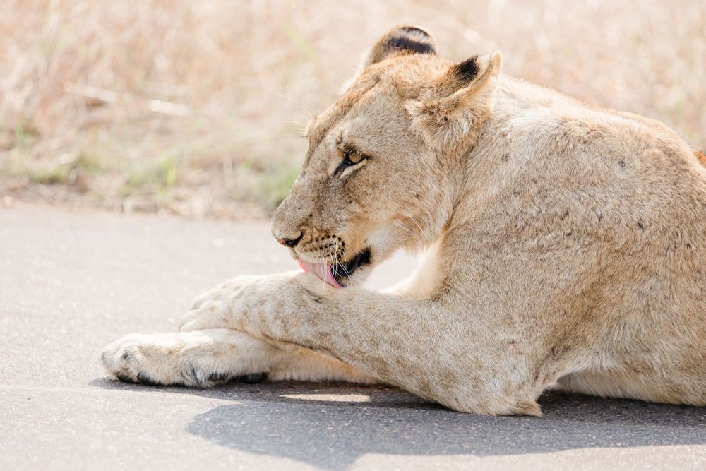 The African Lion in the Kruger National Park licking its paws