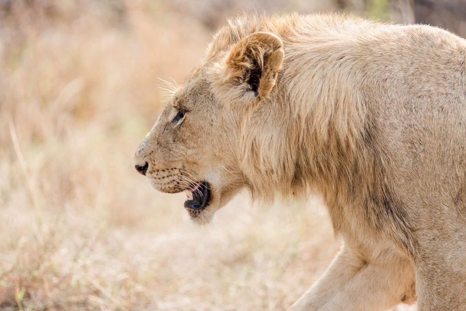 The African Lion in the Kruger National Park, South Africa