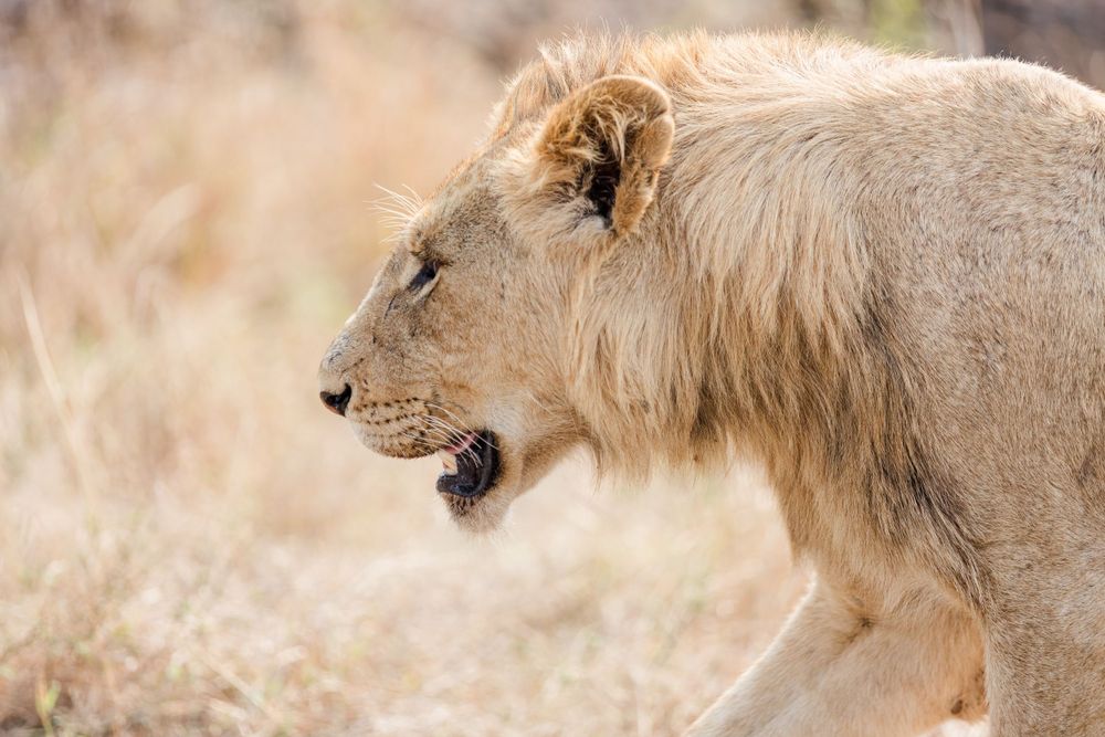 The African Lion in the Kruger National Park, South Africa