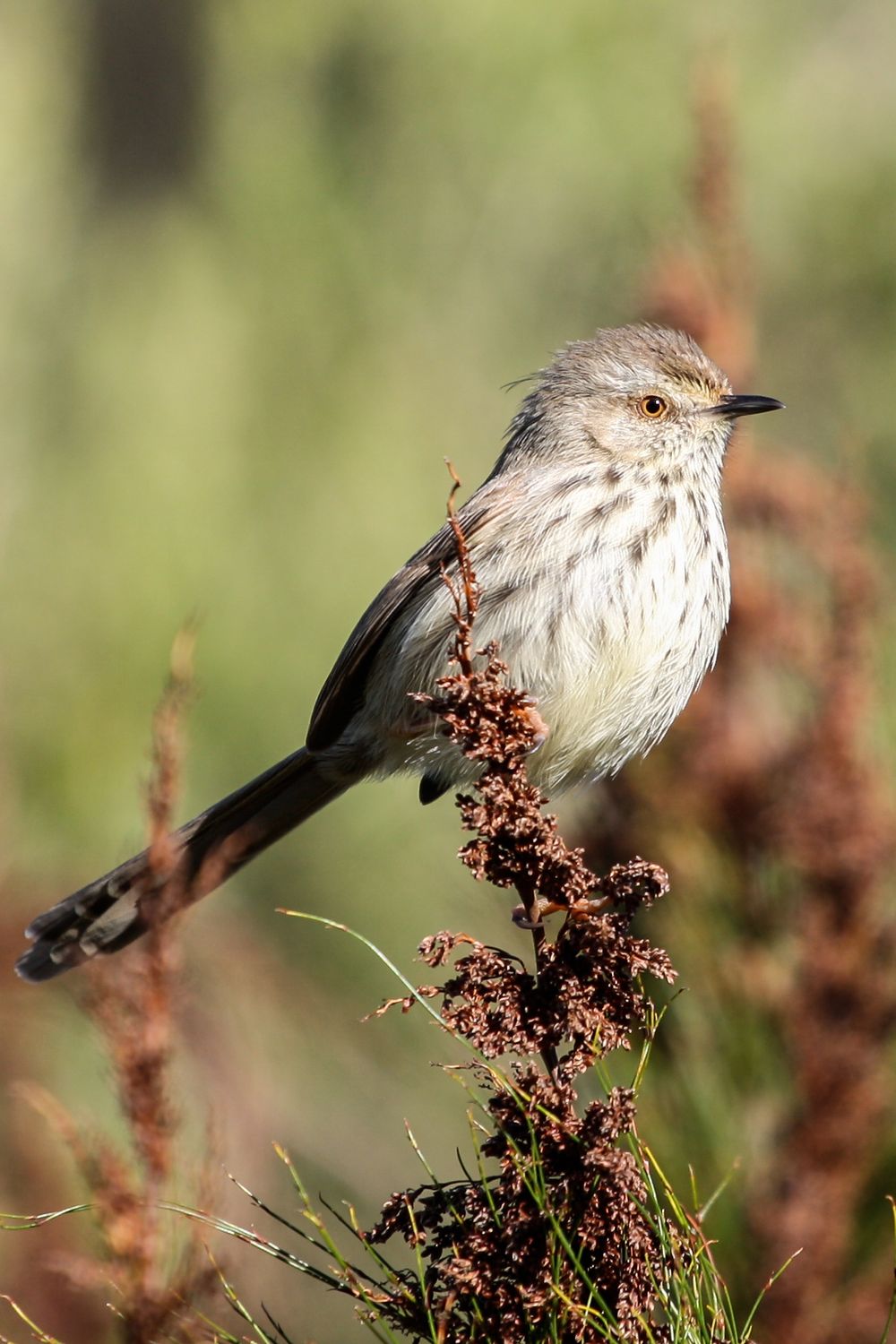 Birds in the Kruger National Park perched