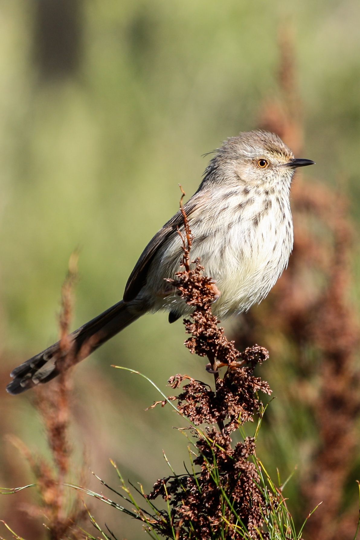 Birds in the Kruger National Park perched