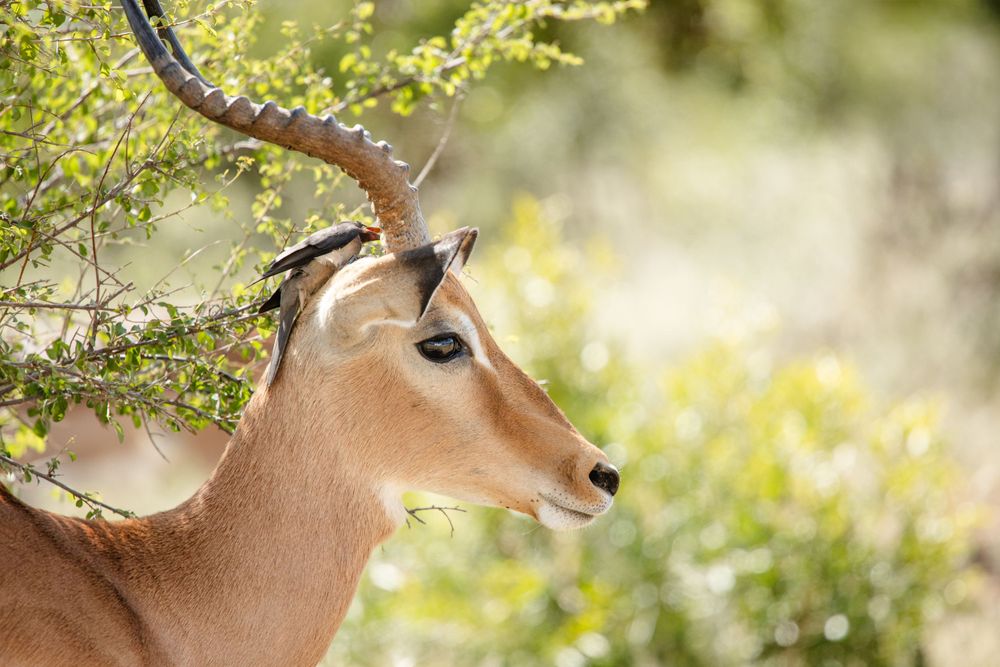 An Oxpecker on an Impala head in The Kruger National Park