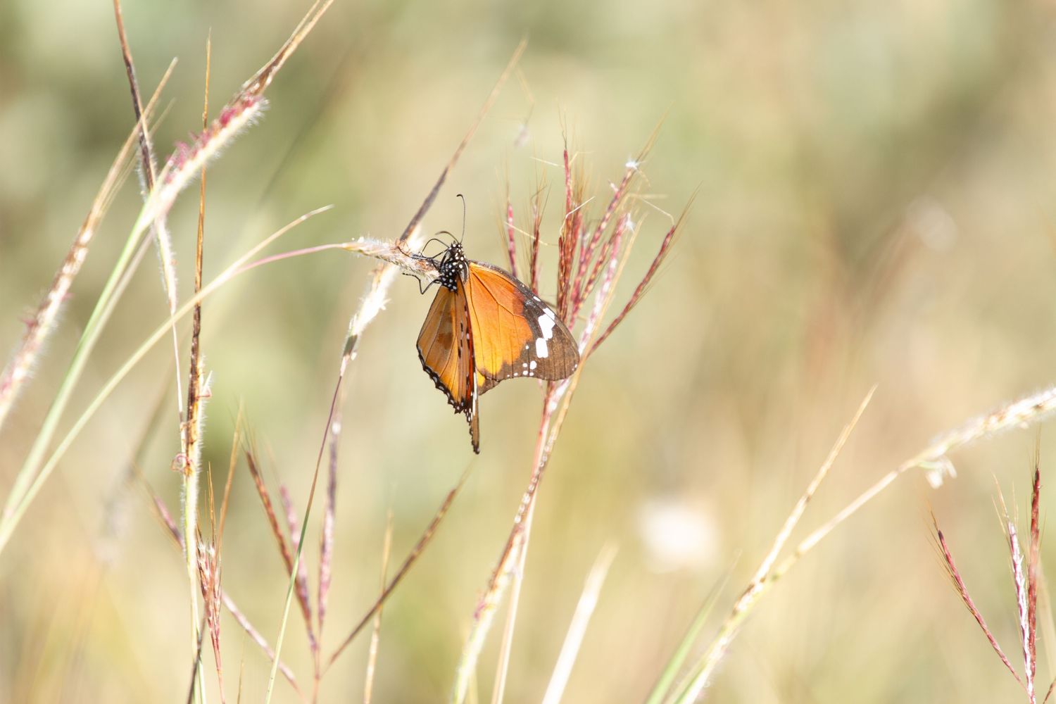A Butterfly in the Kruger National Park, South Africa