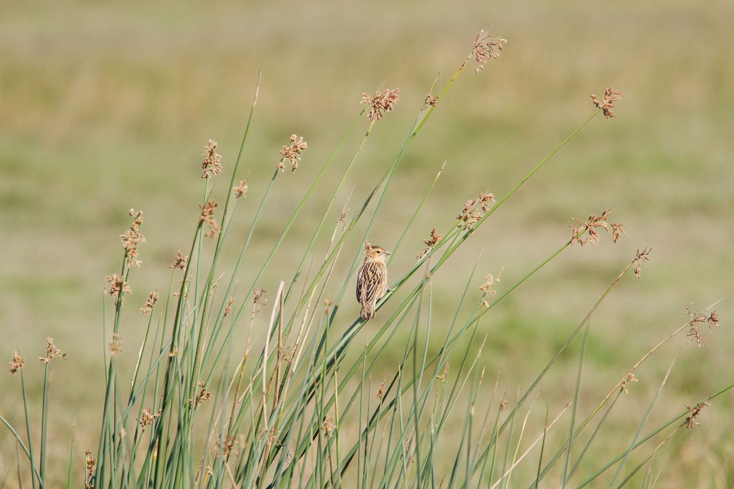 Birds in the Kruger National Park perched on reeds