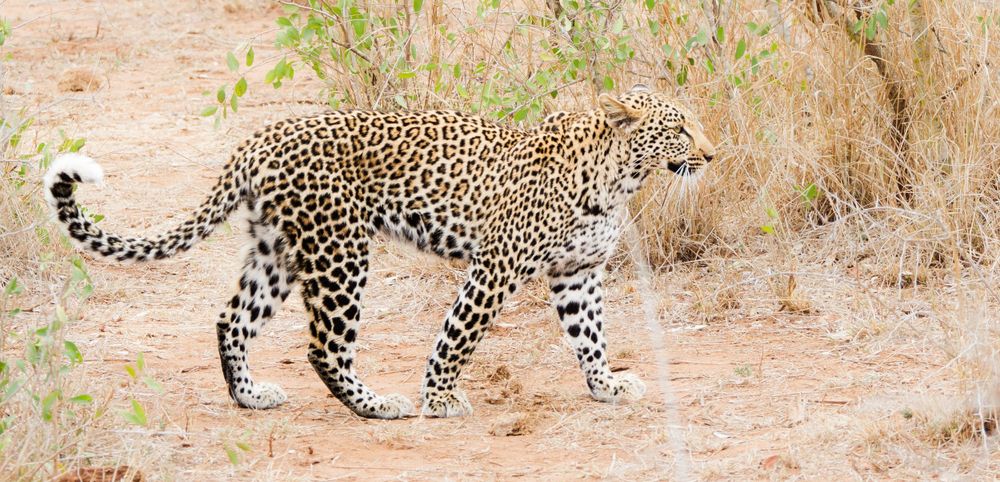 A leopard in the Kruger National Park