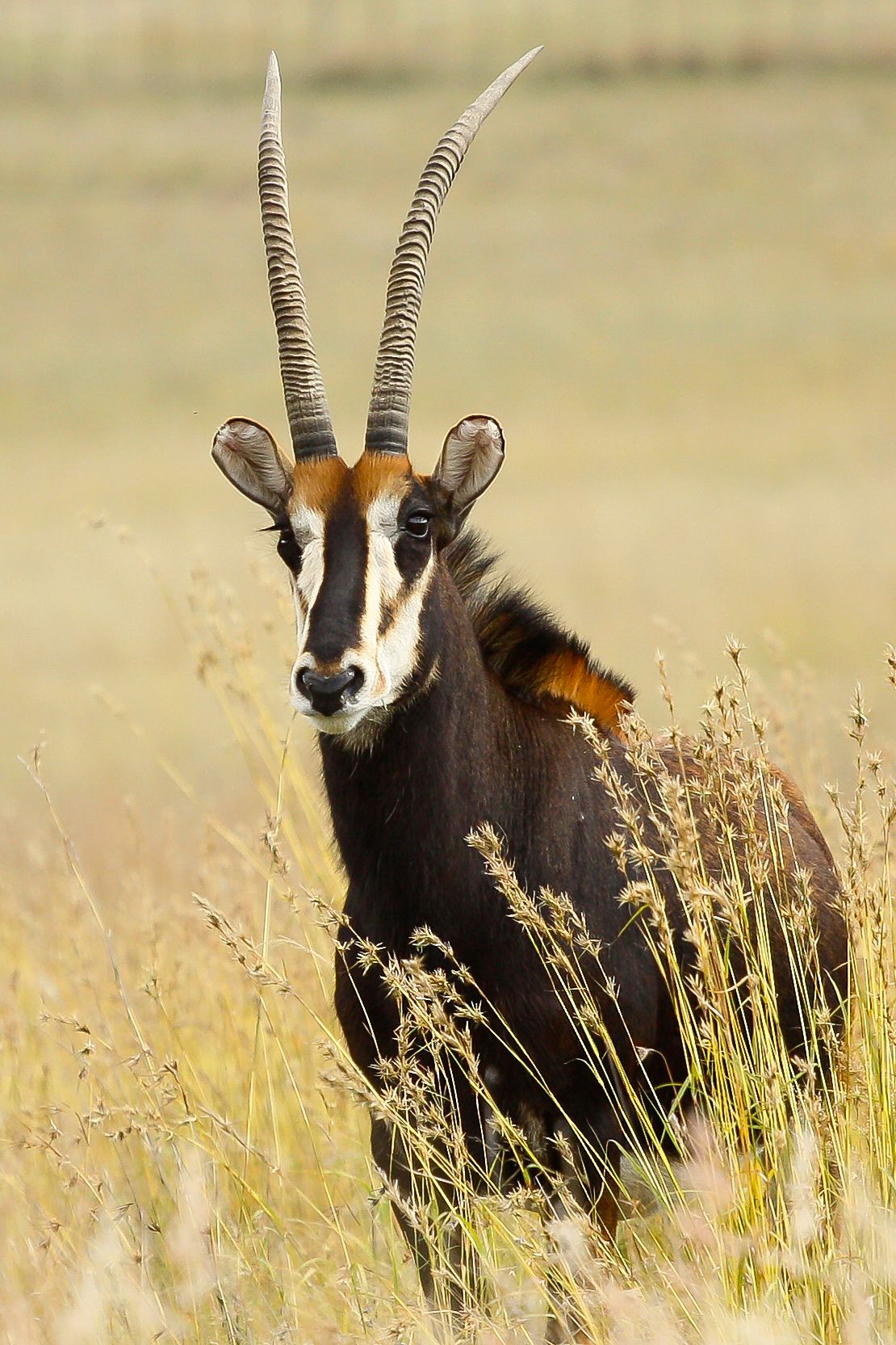 A Sable Antelope in the Kruger National Park, South Africa