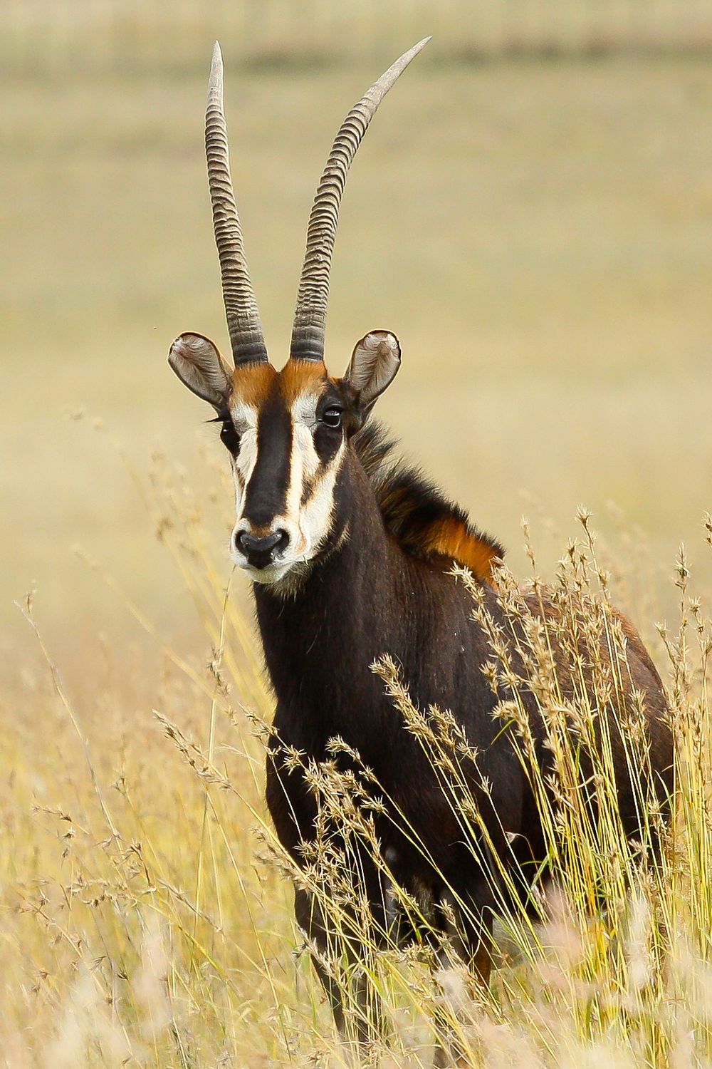 A Sable Antelope in the Kruger National Park, South Africa