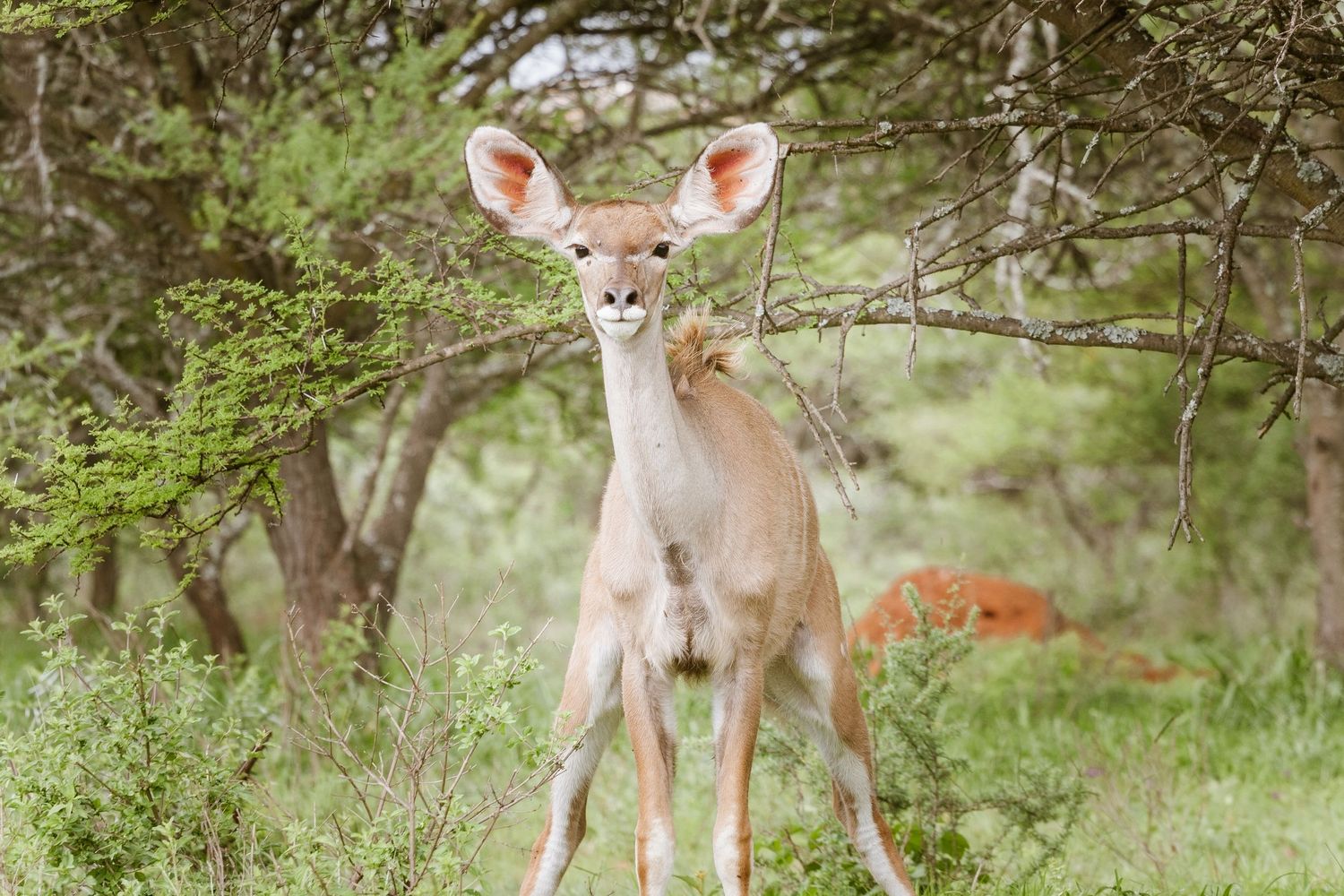 A young Kudu in The Kruger National Park