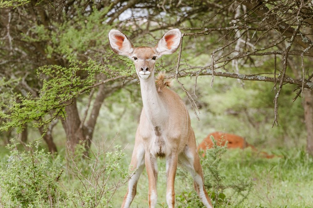 A young Kudu in The Kruger National Park