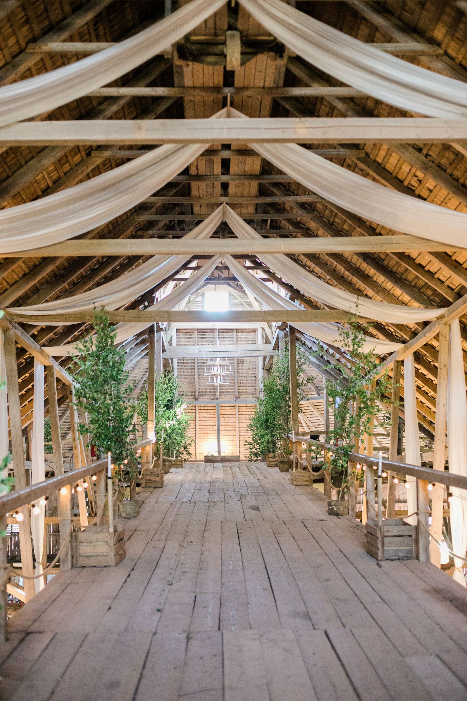 Rustic barn interior decorated with white fabric draping and potted trees along wooden walkway for wedding ceremony setup.