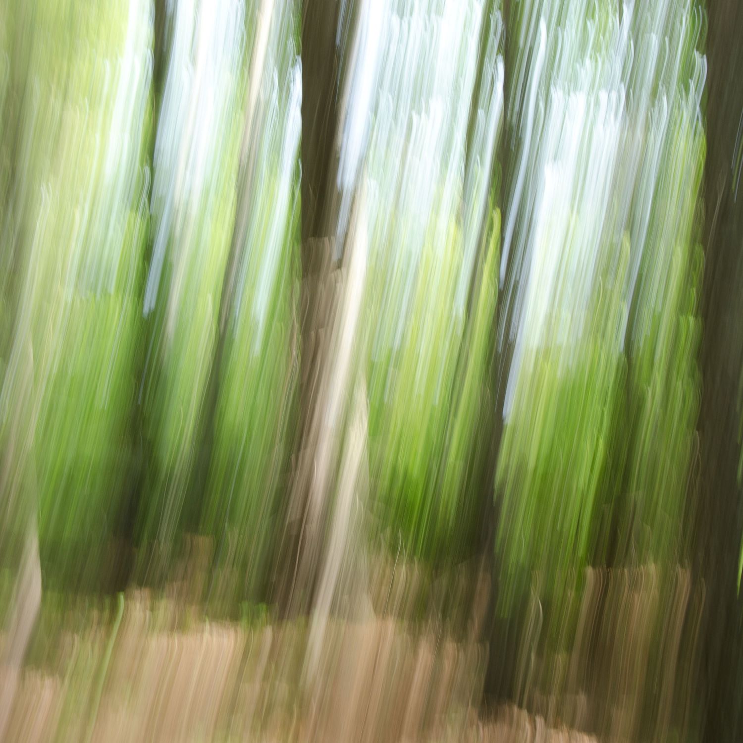 Abstract image of trees in a forest.