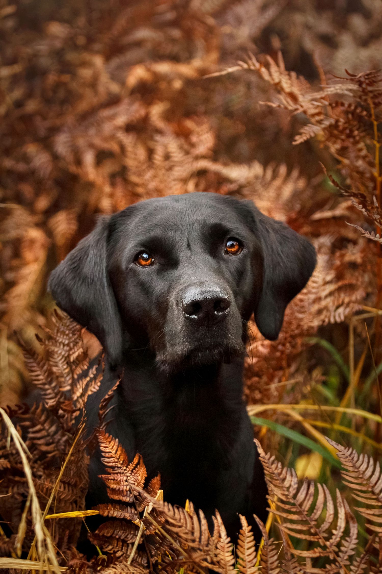 Fotograf i Stockholm, Sternlind Photo, Jennifer Sternlind, Fotograf i stockholm. Hundfotograf, Hund Fotografering,